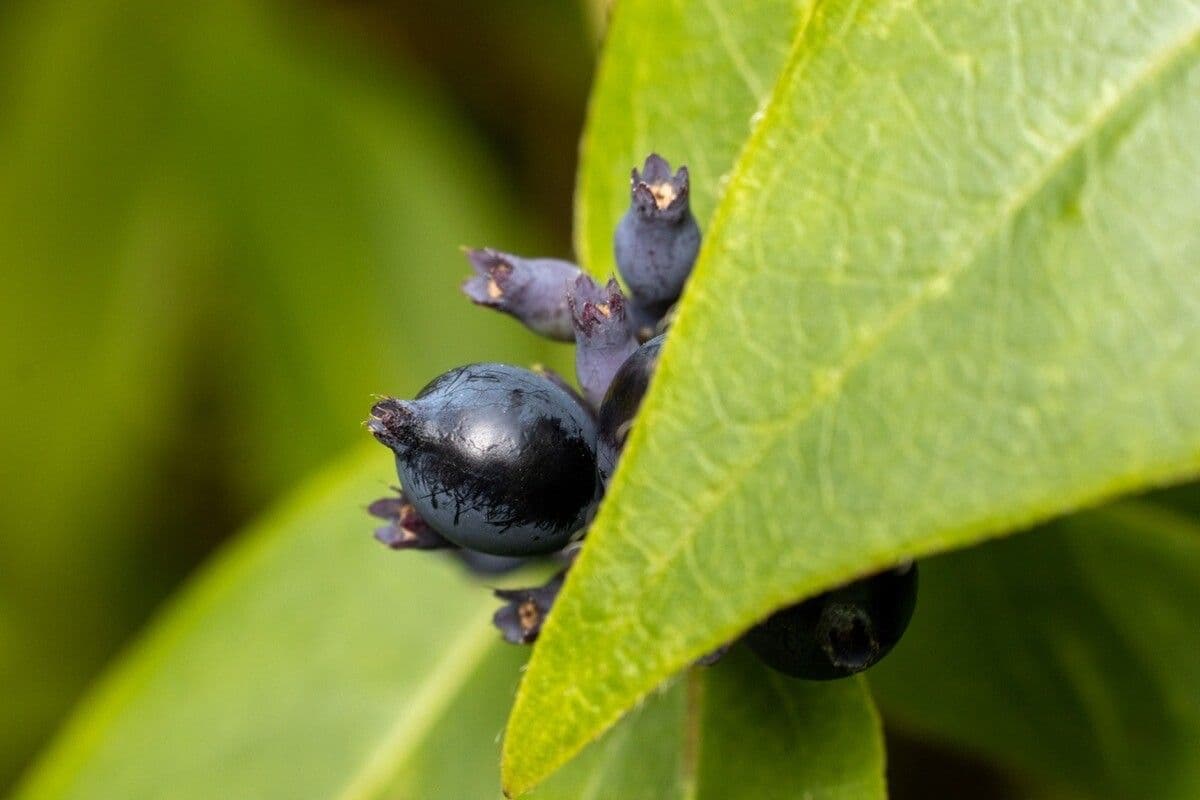 Caprifoglio acuminato 2