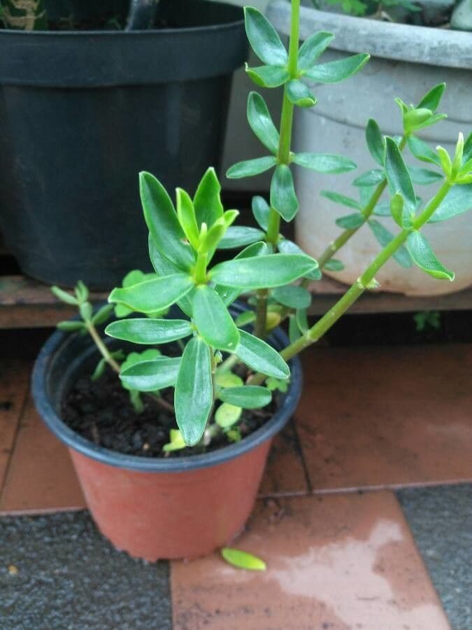 Peperomia 8