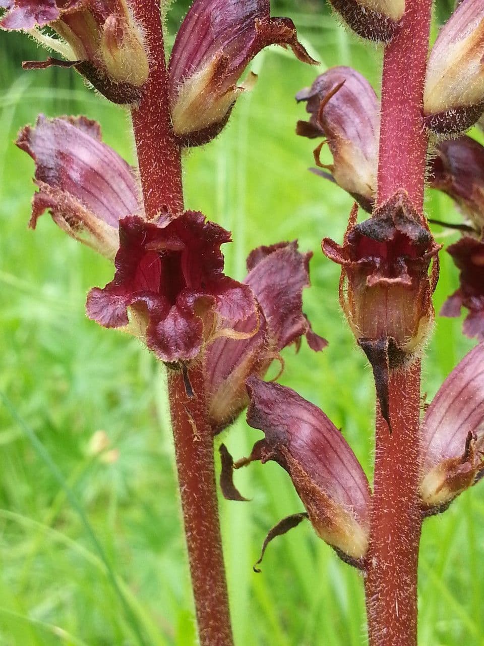 Orobanche sanguigna 6