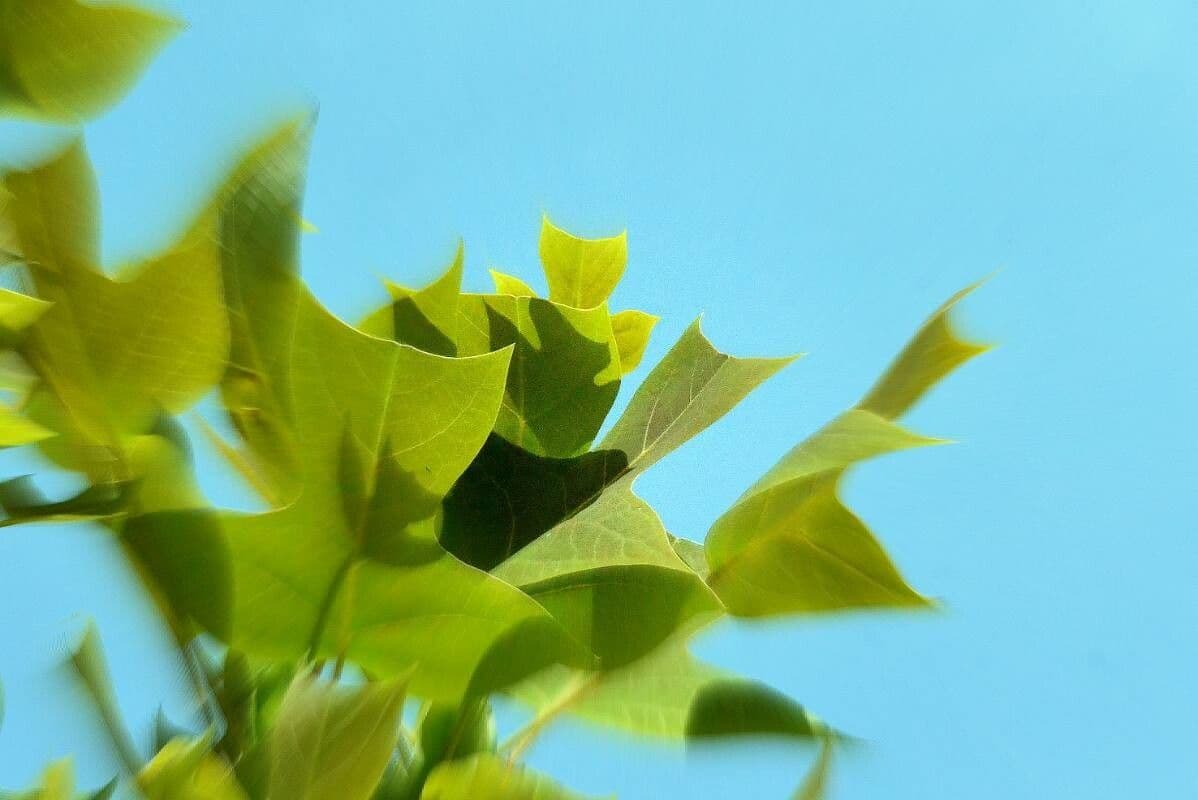 Chinesischer Tulpenbaum 6