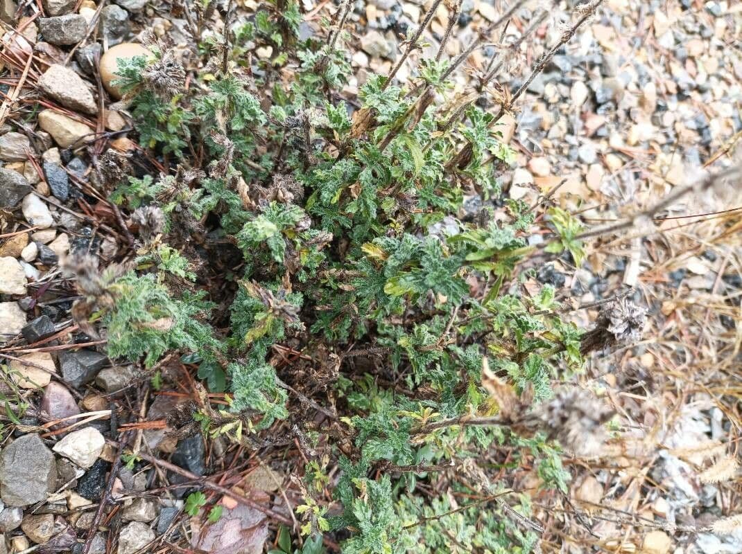 Sideritis 2