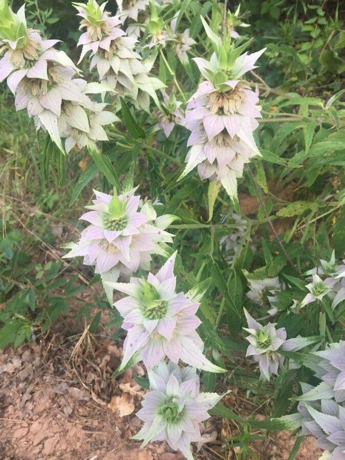 Gefleckte Monarde 12