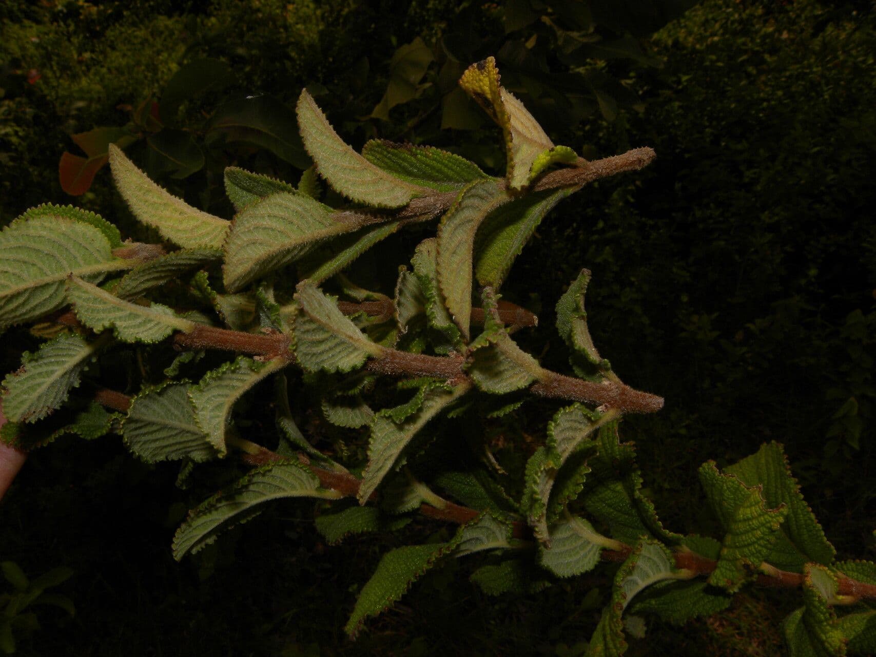 Hyptis 7