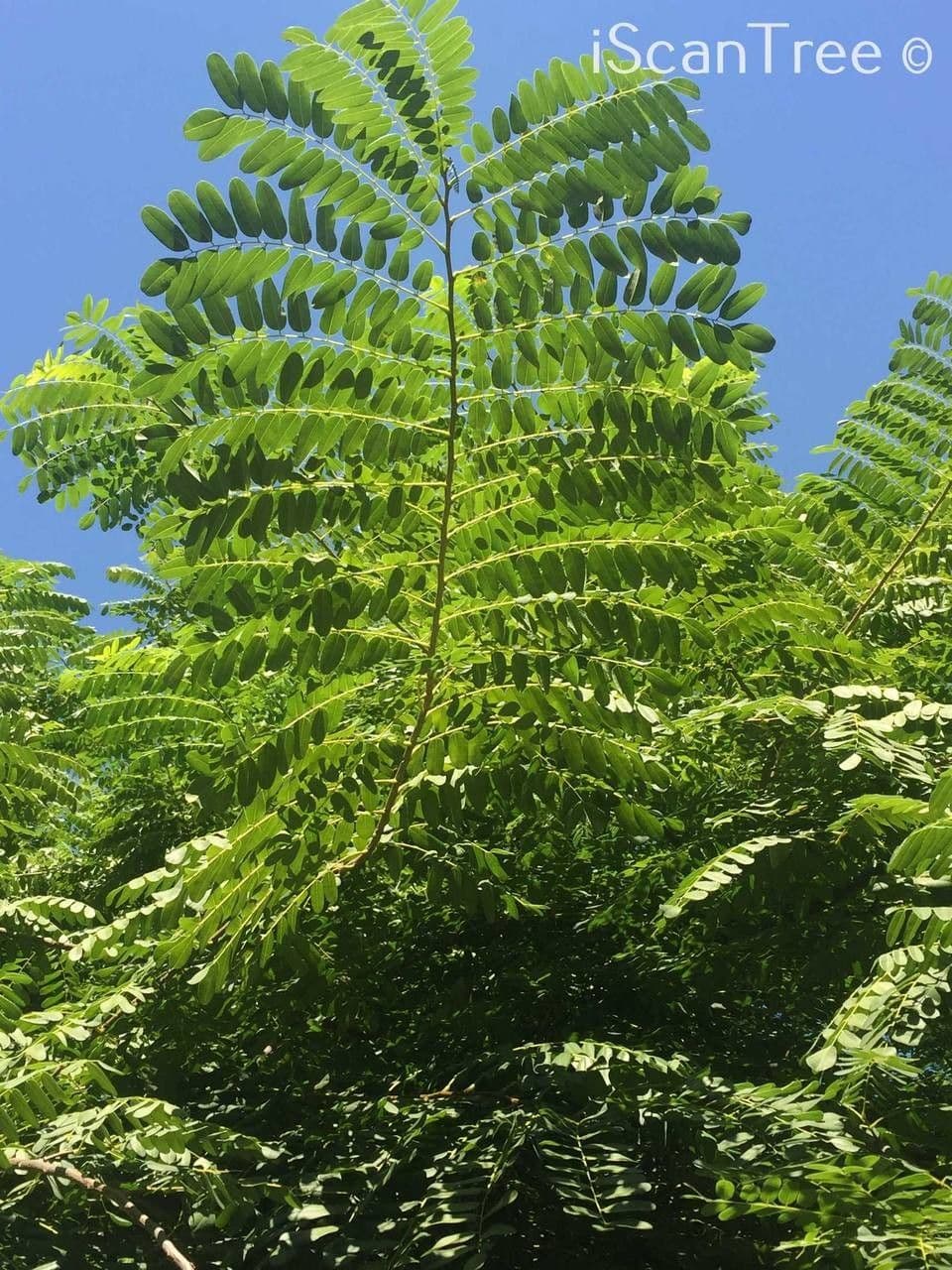 Cordyla 4