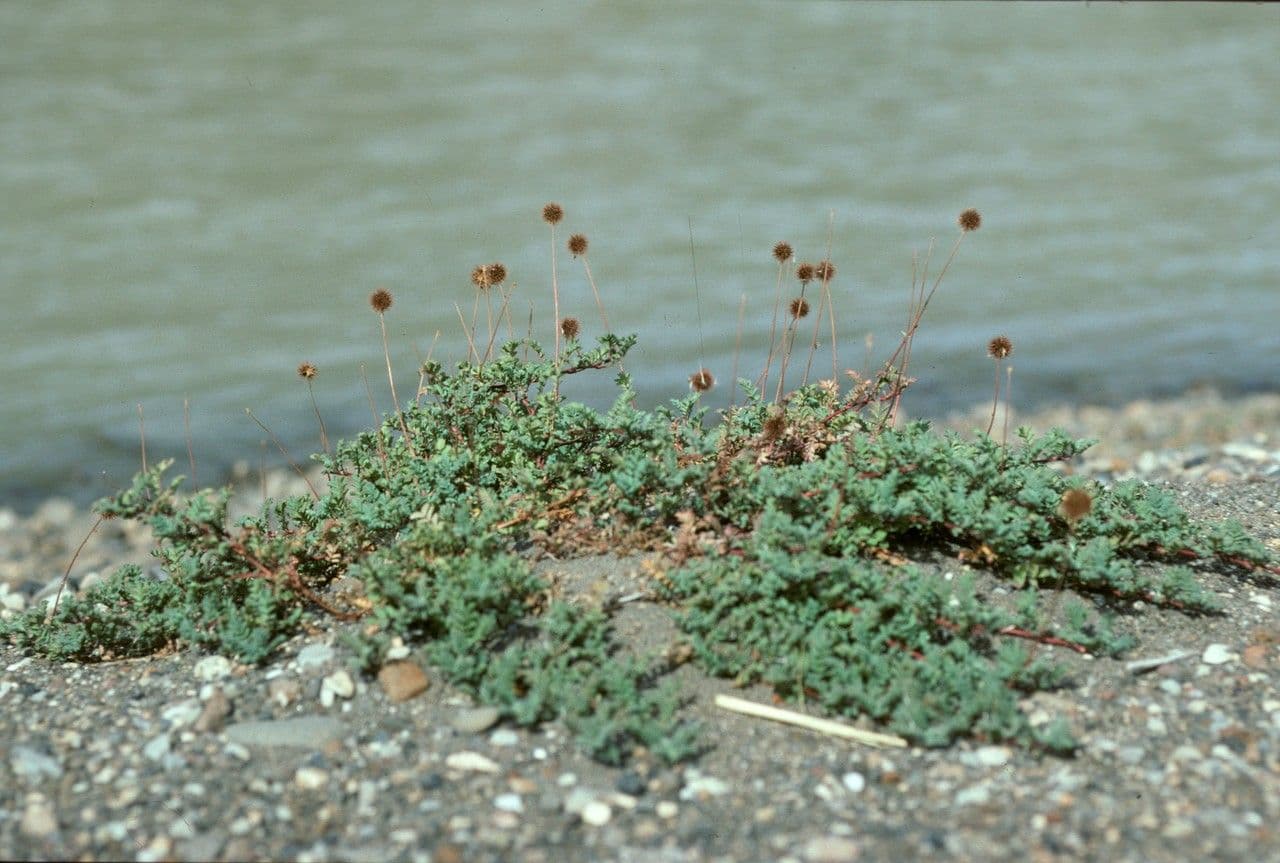 Acaena 13
