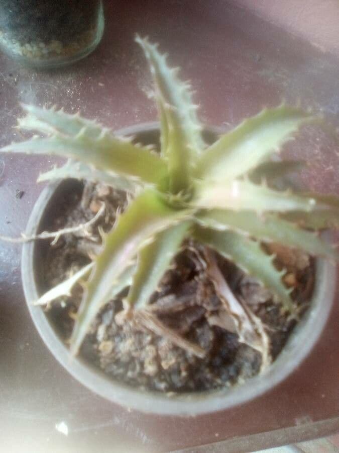 Dyckia 12
