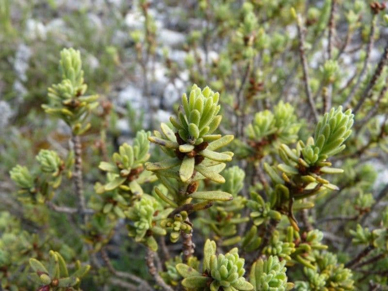 Daphne tinctoria 25