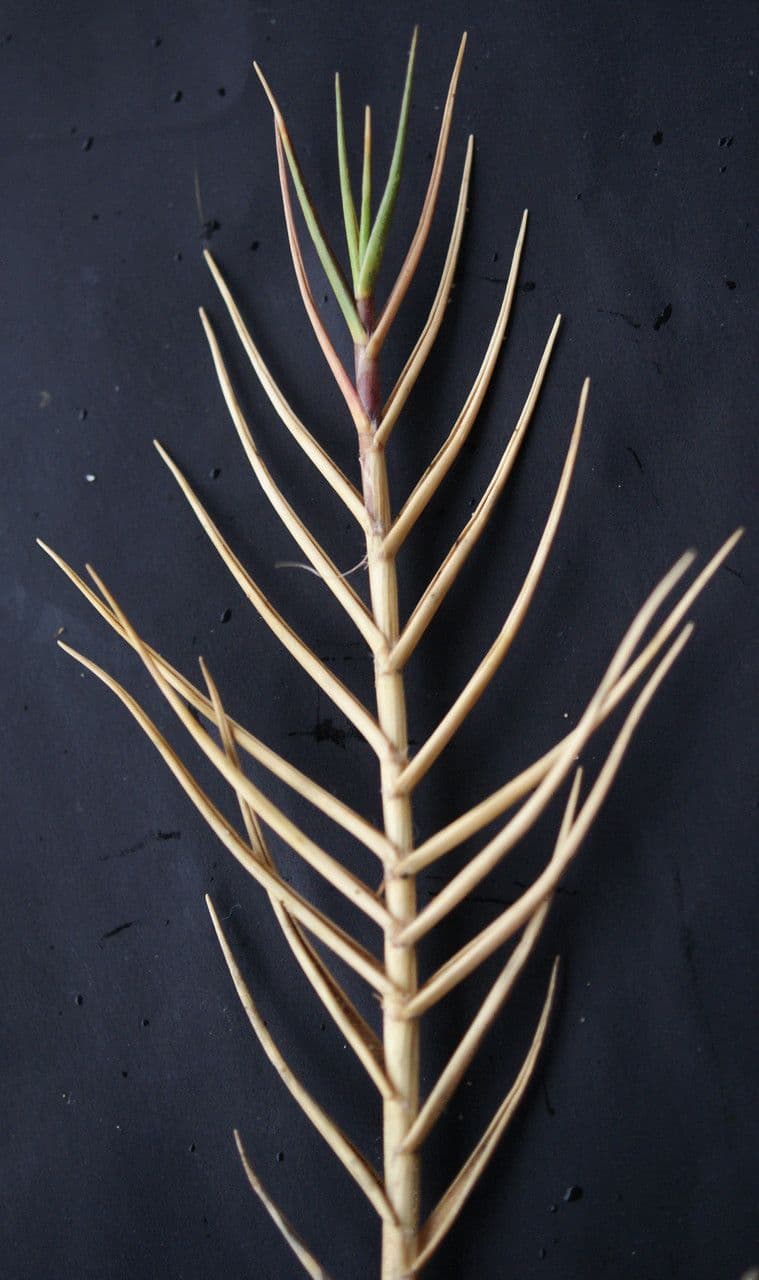 Sporobolus 27