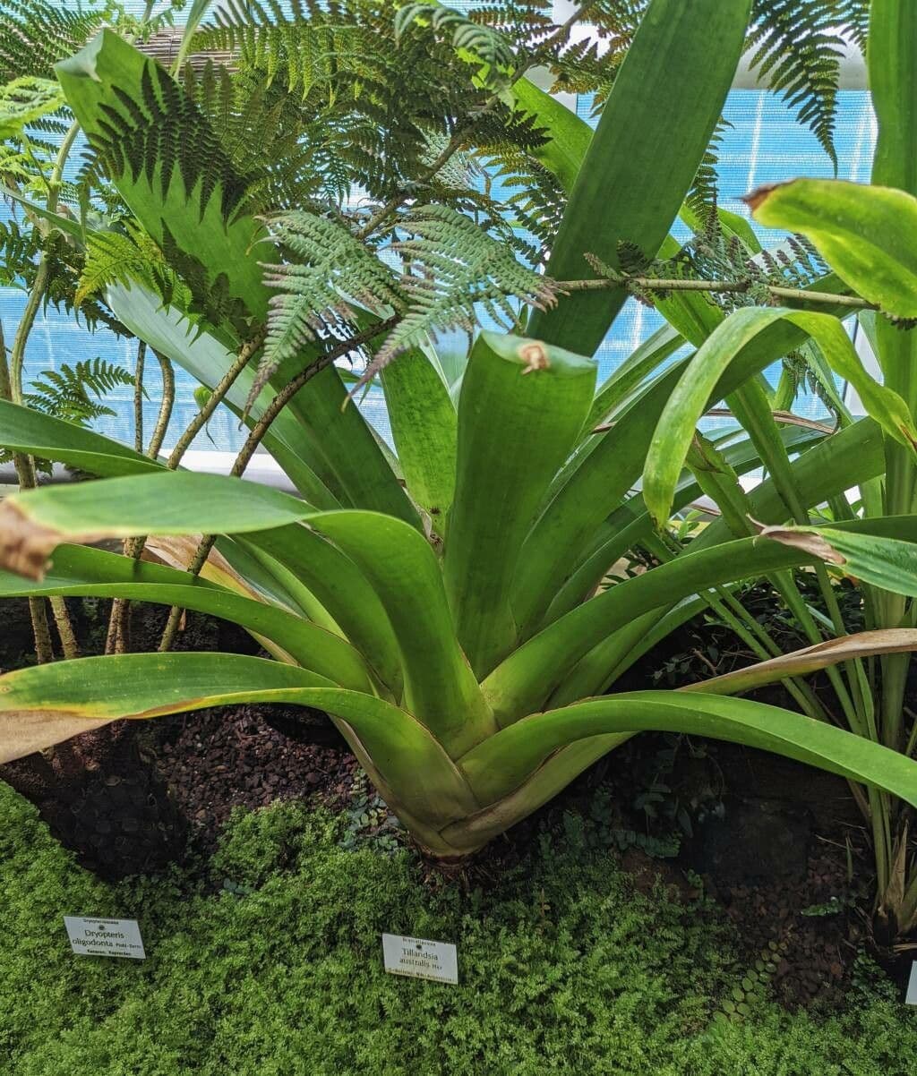 Tillandsia