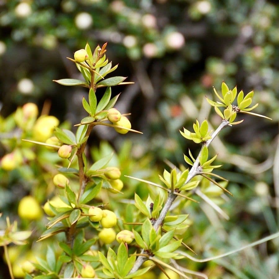 Berberitze