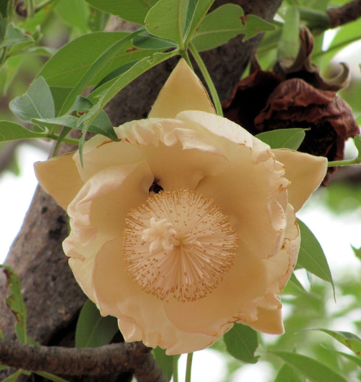 Baobab 9