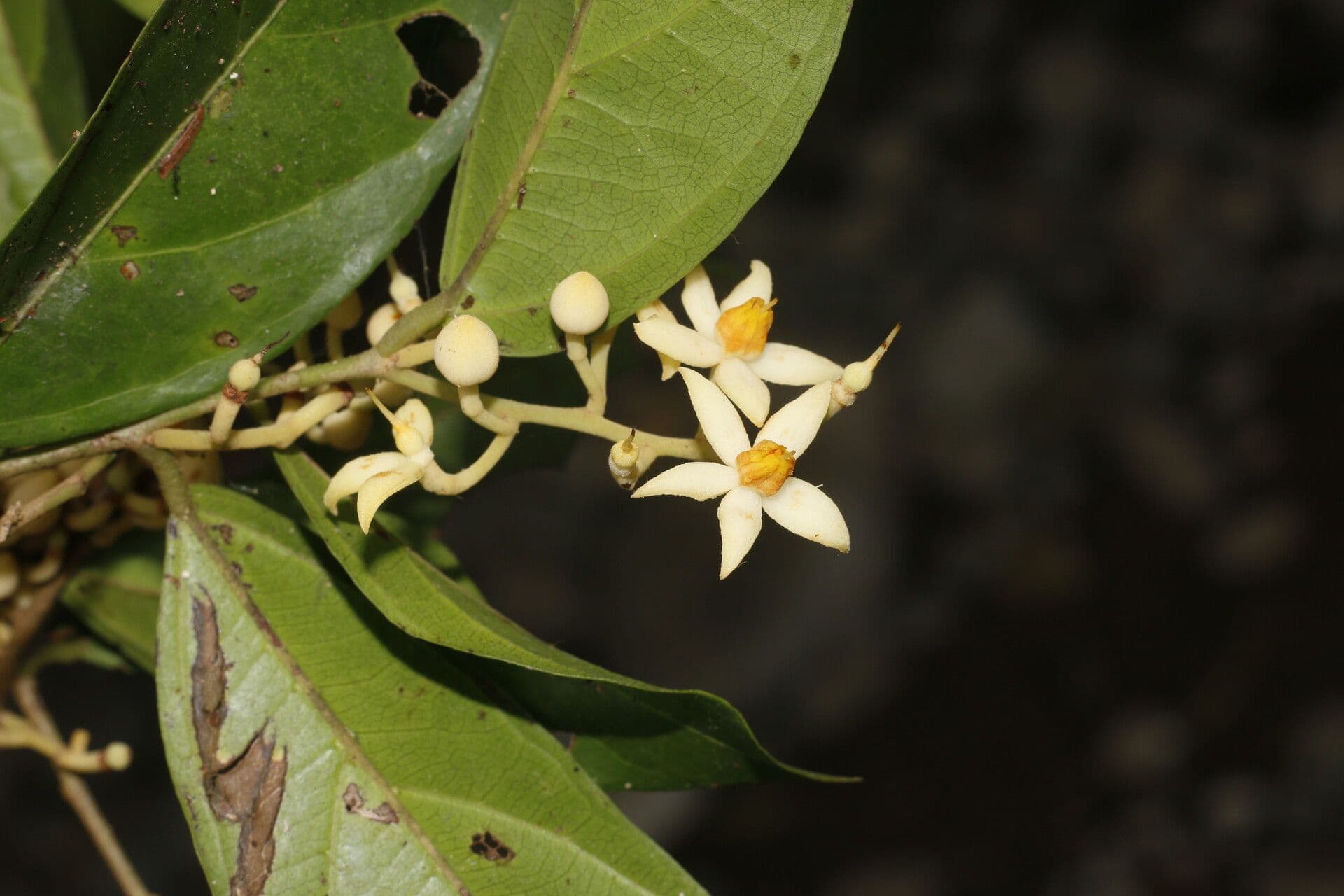 Mortoniodendron 9