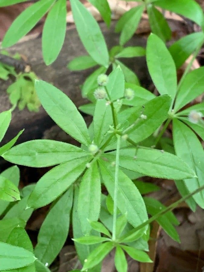 Stellina odorosa 3