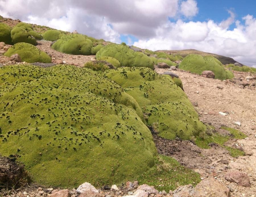 Azorella 15