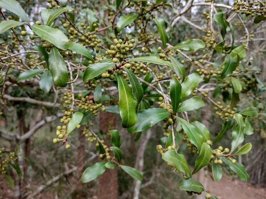 Myrsine howittiana 2