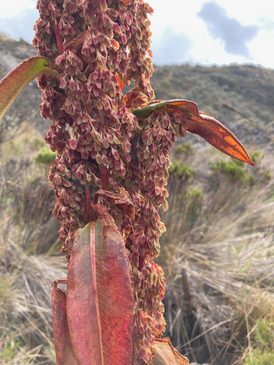 Rumex 3