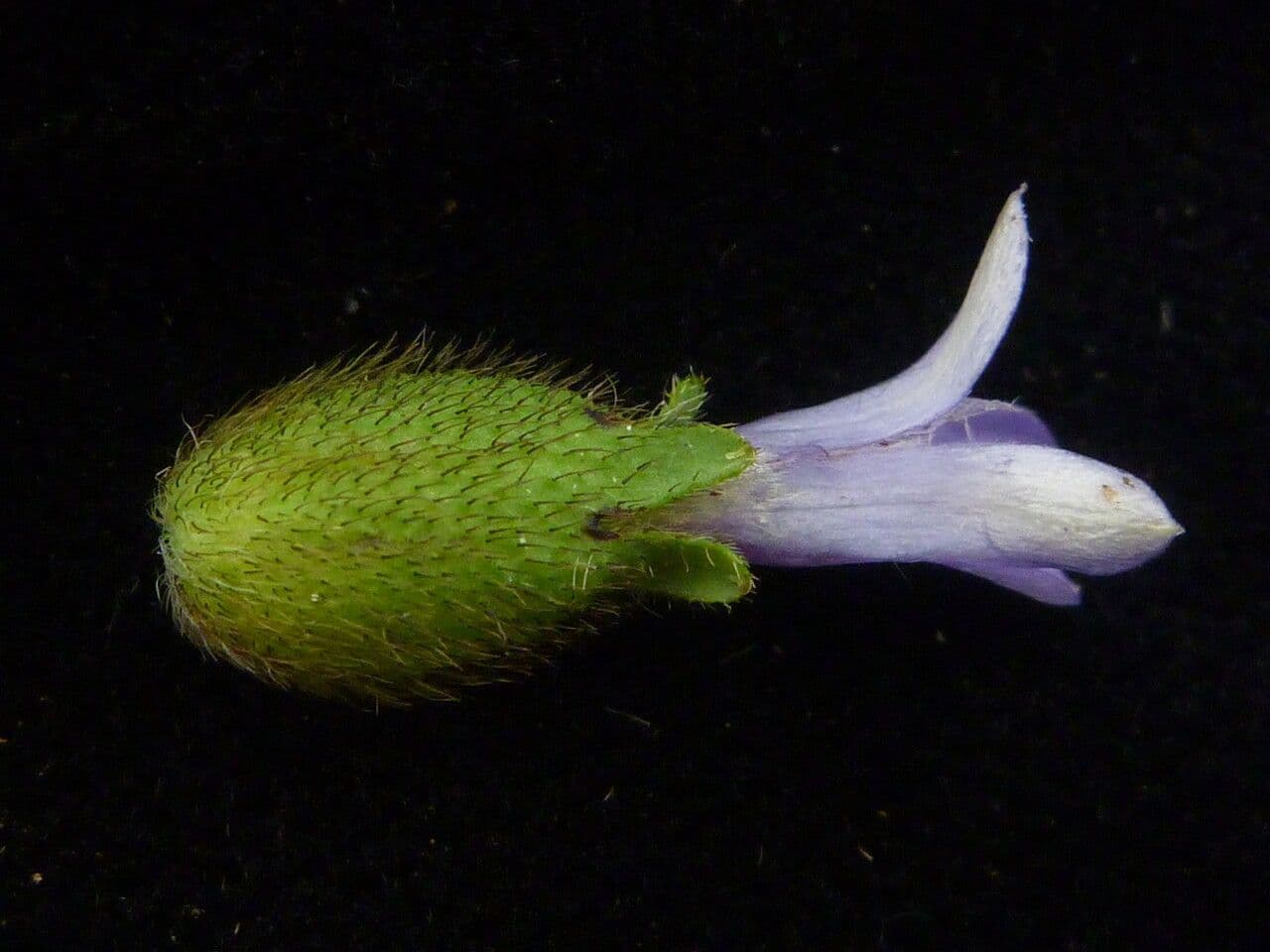 Cyananthus