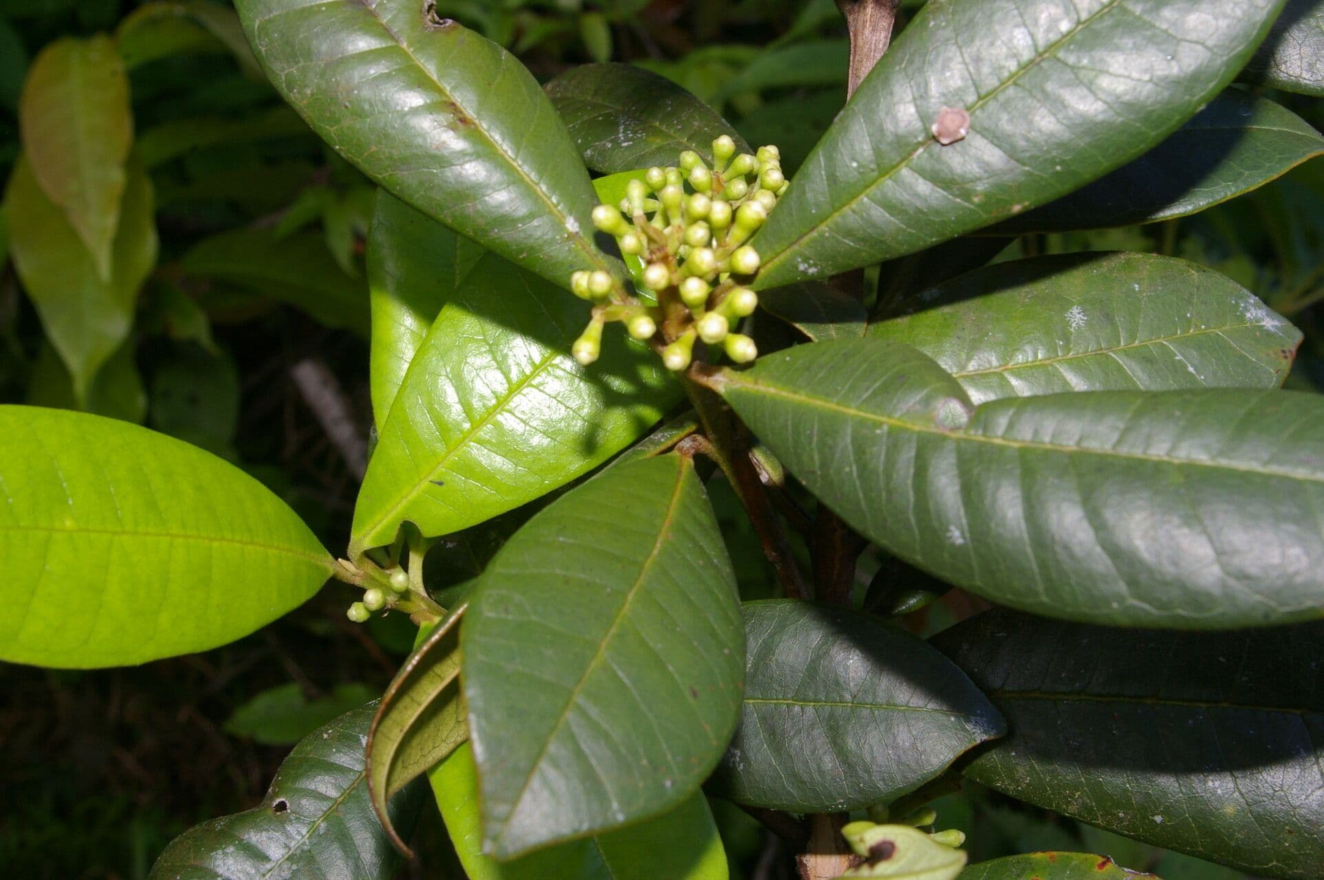 Allspice 2