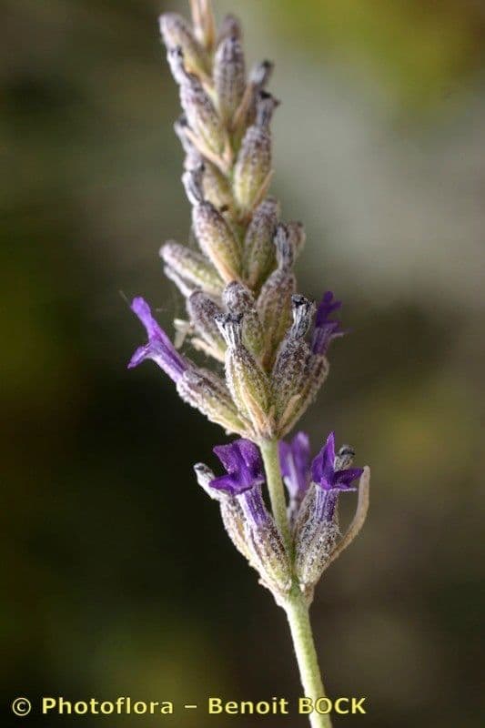 Lavanda lanata 17