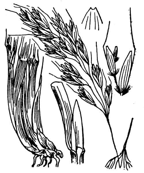 Avena di Parlatore 2