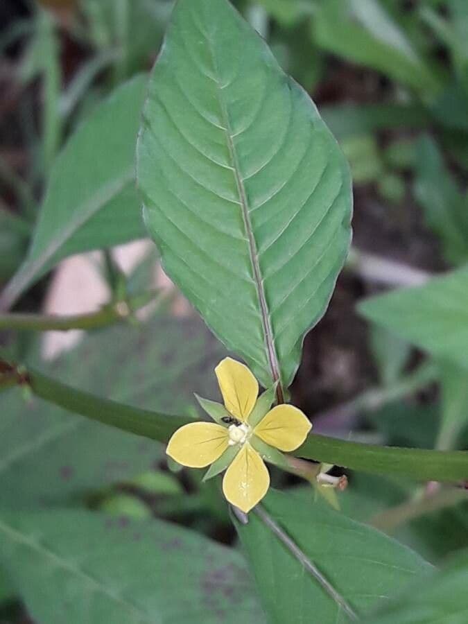 Ludwigia 4