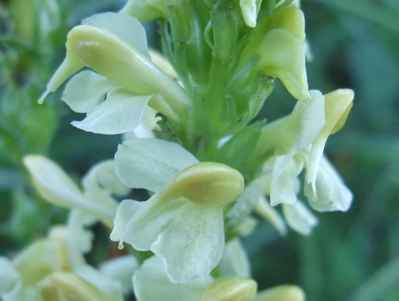 Pedicularis ascendens 5