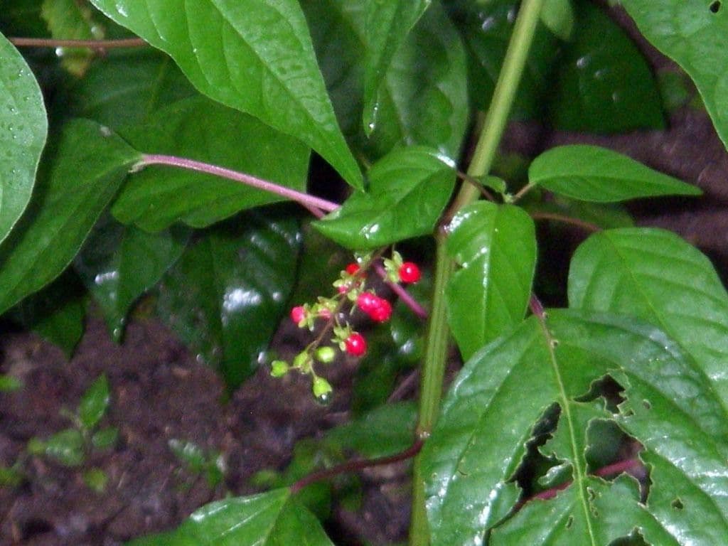 Rivina 28