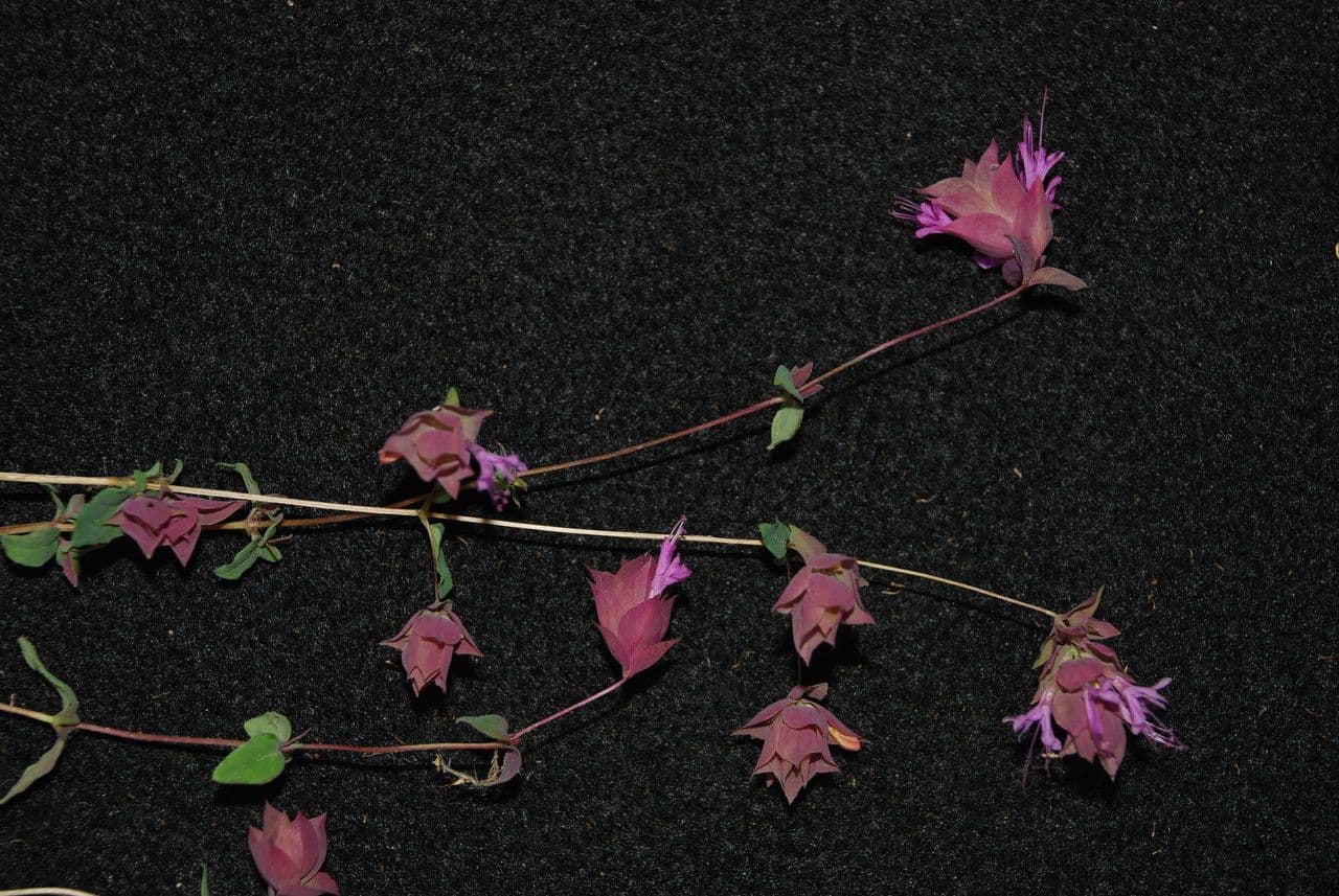 Origano