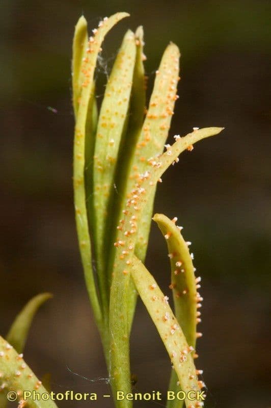 Bastard toadflax
