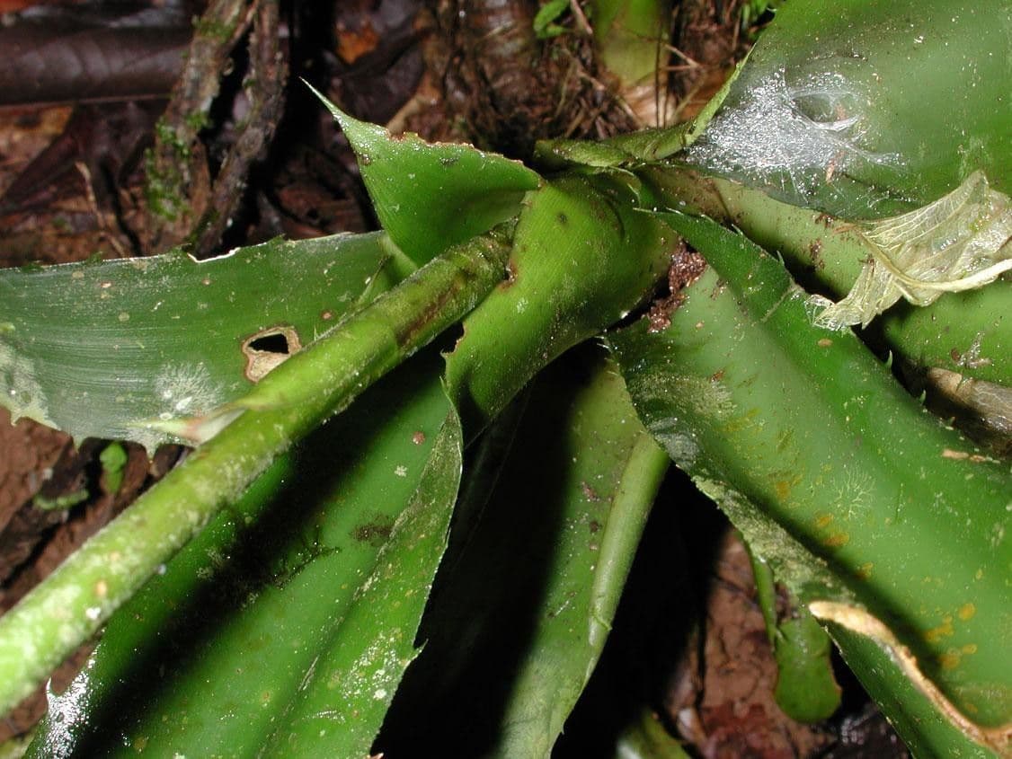 Aechmea 13