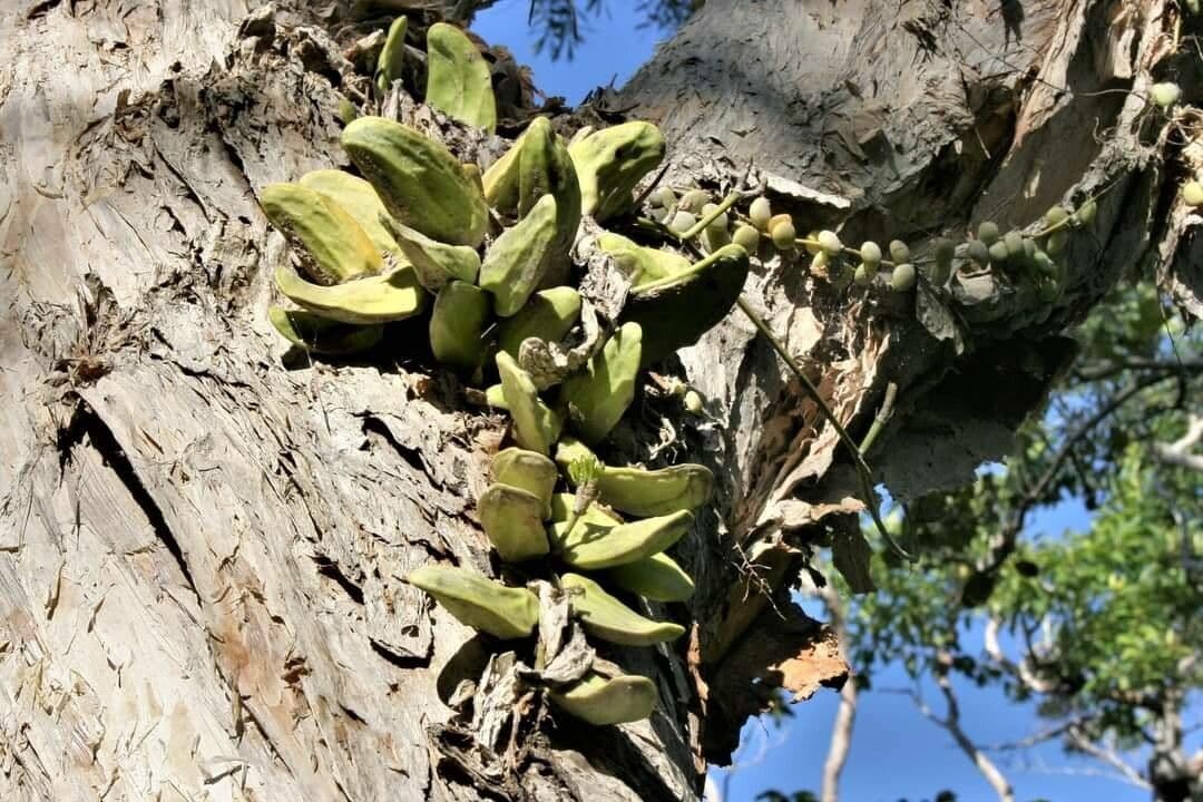 Dischidia 12