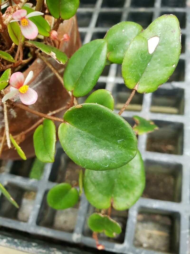 Begonia 7