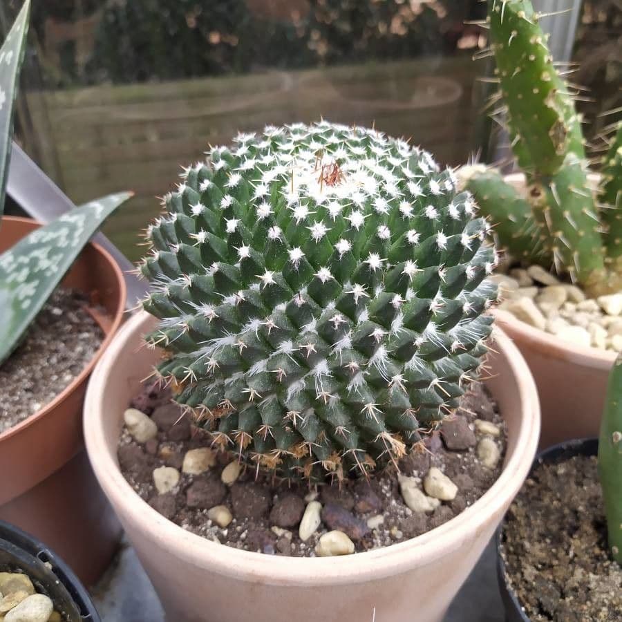Mammillaria 7