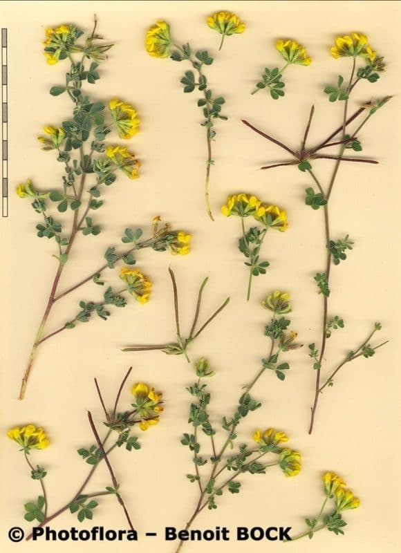 Lotus cytisoides 26
