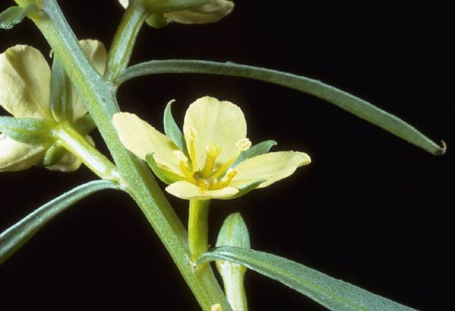 Wiesenknöterich