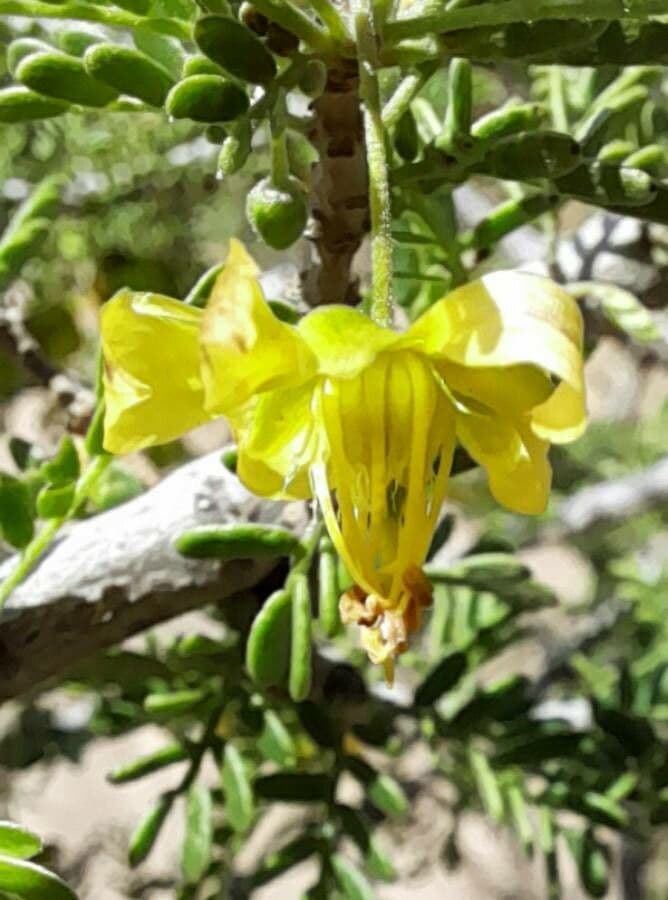 Bulnesia 4