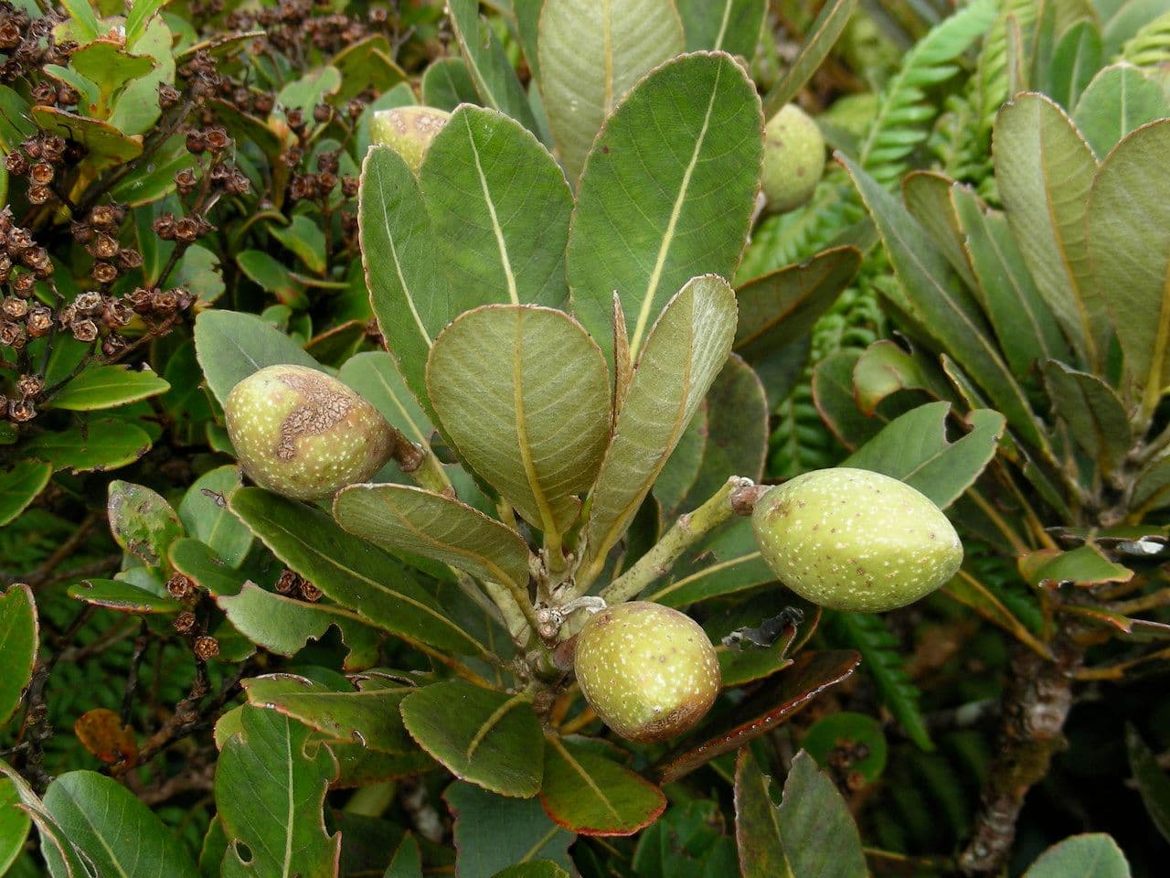 Elaeocarpus