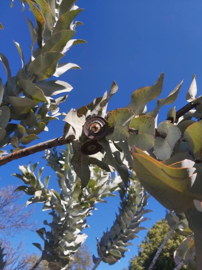 Eucalipto 7