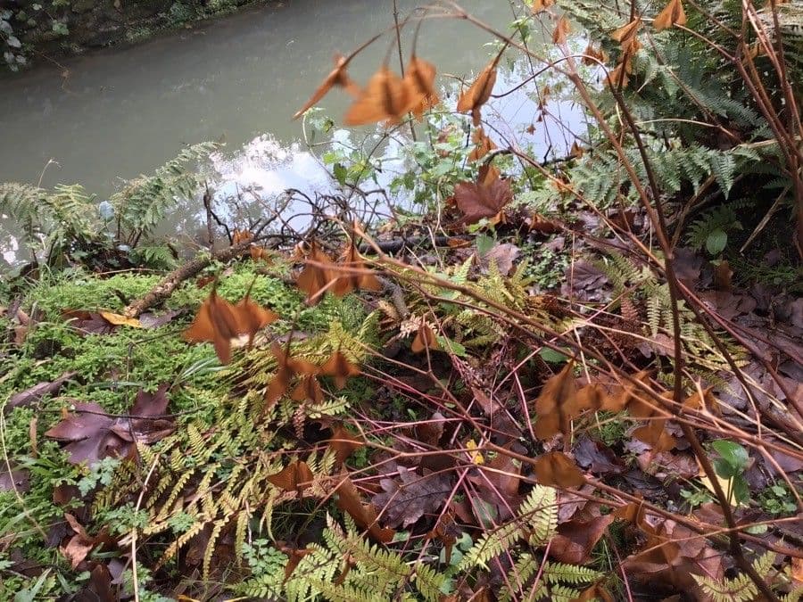 Begonia 21