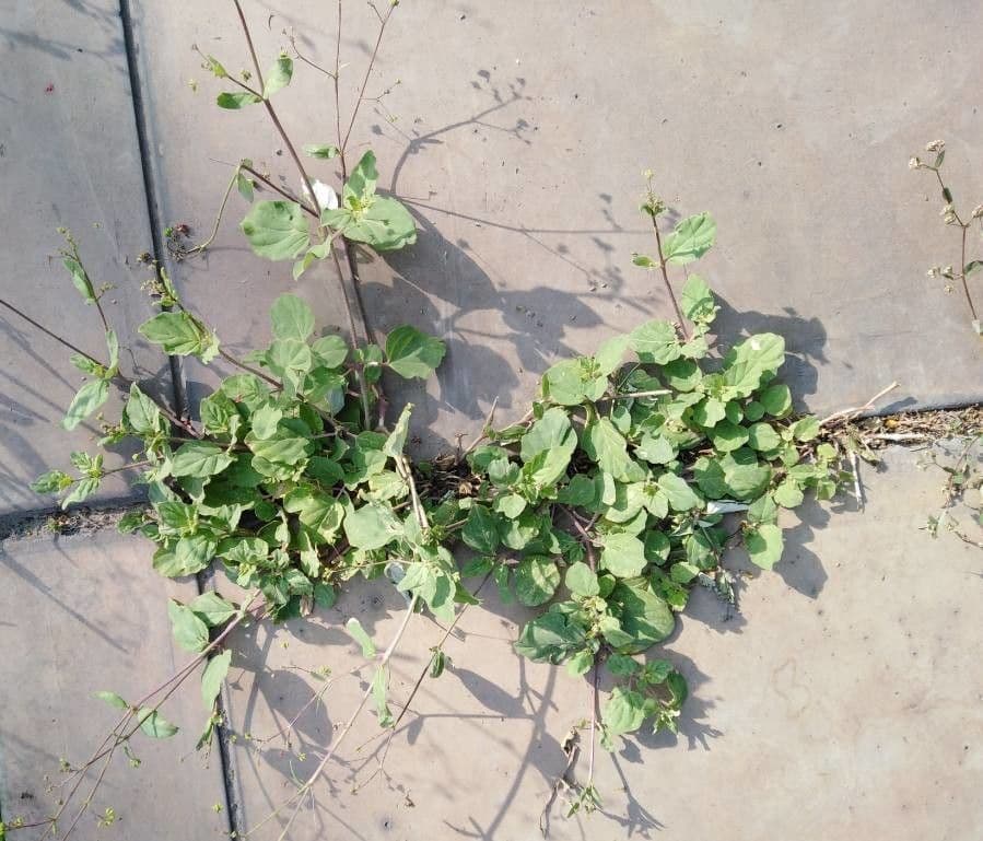 Boerhavia scarlatta 23