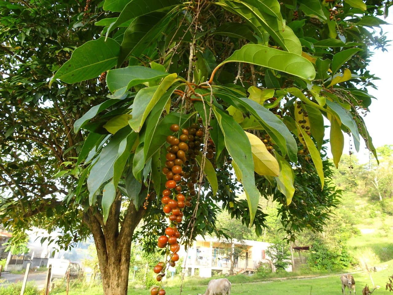Citharexylum 15