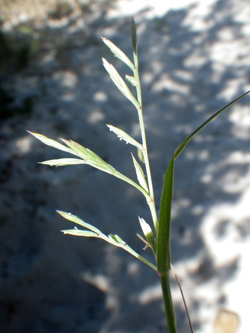 Cutandia 5