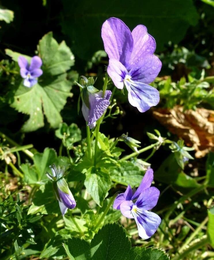 Viola 2