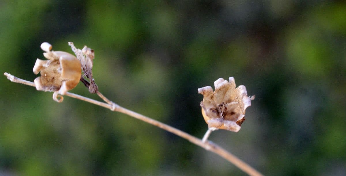 Silene secundiflora 3