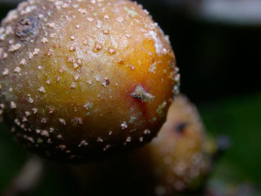 Casearia corymbosa 2