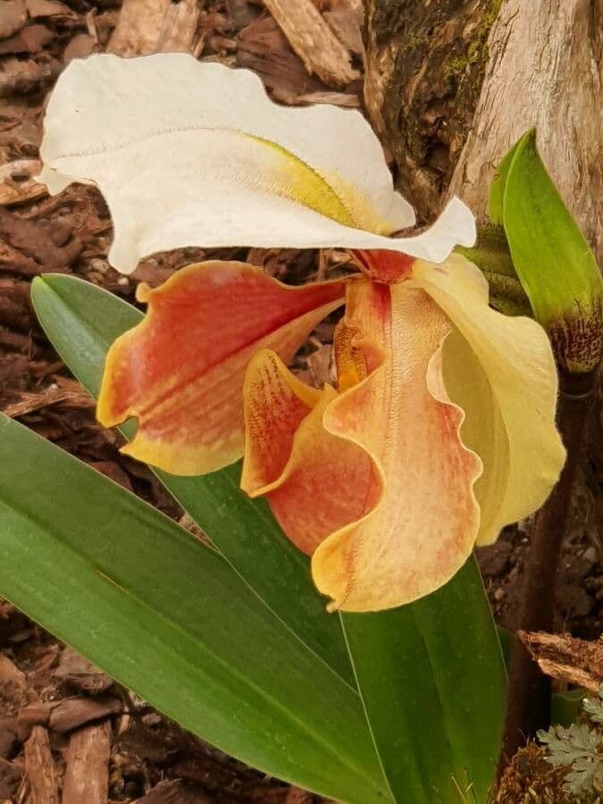 Paphiopedilum splendido