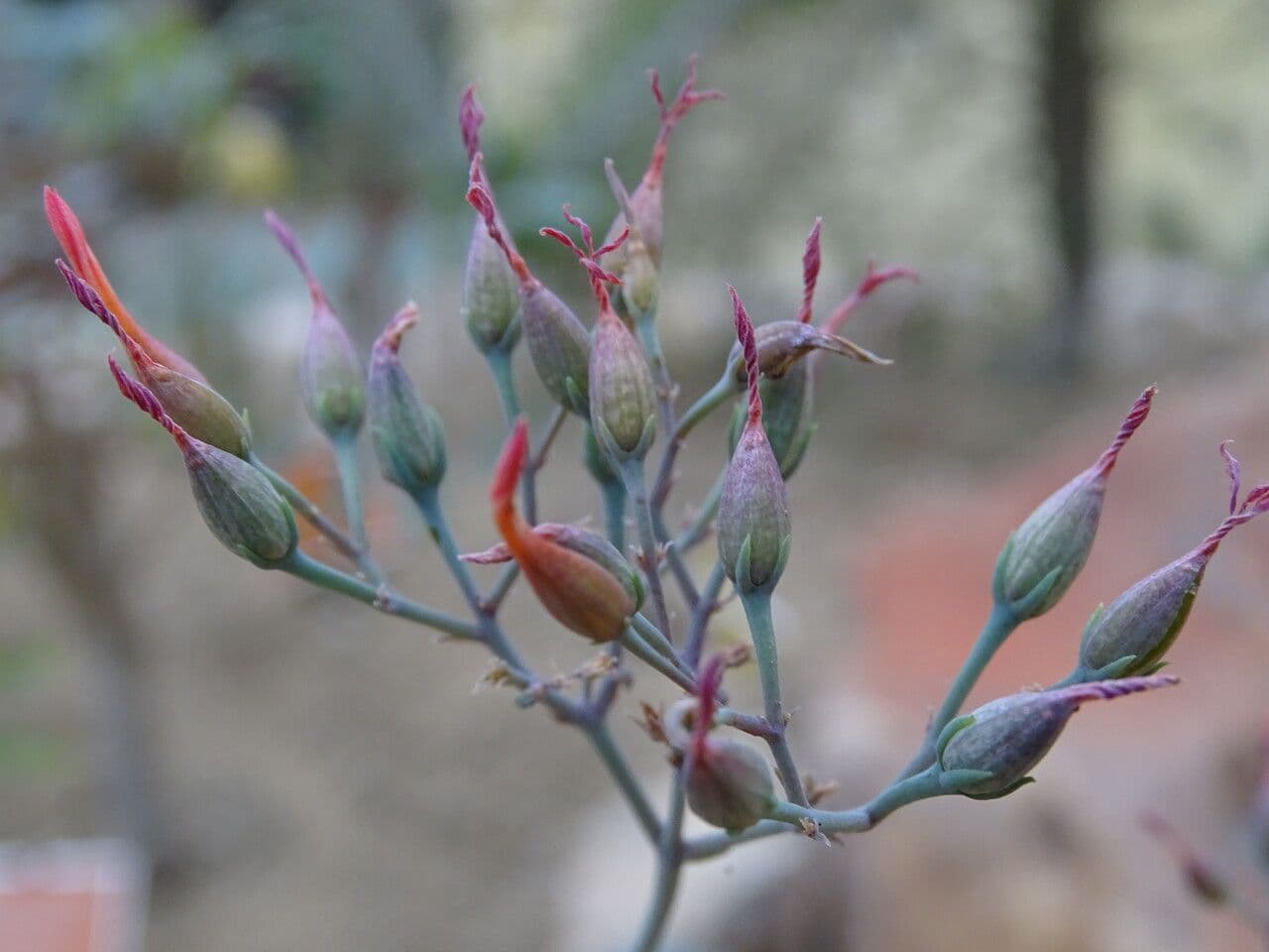 Kalanchoe 2