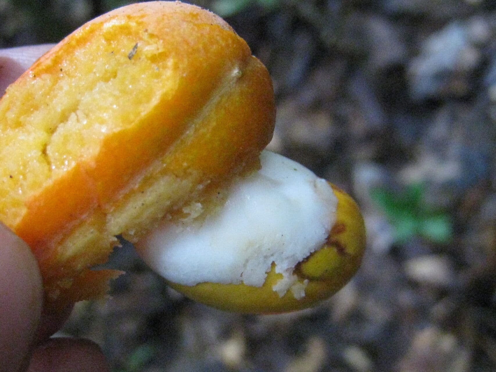 Swartzia