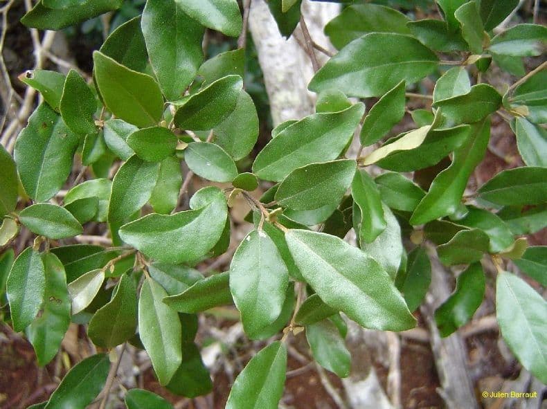 Croton 14