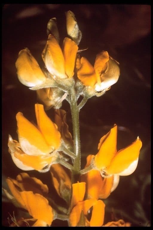Lupino 3